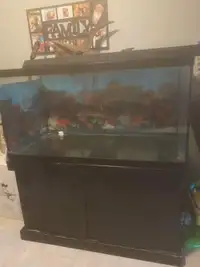 Large fish tank with everything 