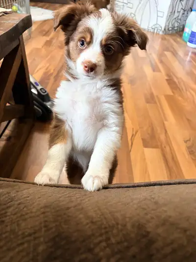 Toy Australian Shepherd Puppy, View more