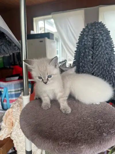 Adorable Kittens Ready for Their Forever Homes! Hello animal lovers! Our sweet kittens are now 8 wee...
