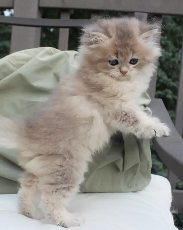 Rare Teddy Bear Kittens (British Longhair) in Cats & Kittens for Rehoming in Winnipeg - Image 9
