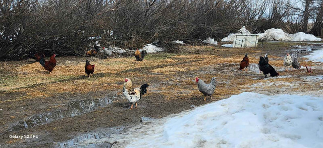 FREE Roosters in Livestock in Swift Current - Image 2
