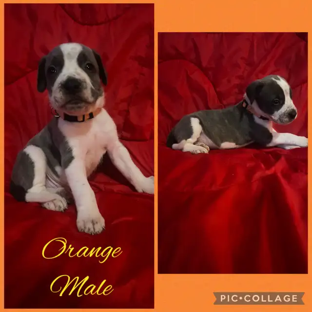 Bullmastiff X GSP in Dogs & Puppies for Rehoming in Moncton - Image 2