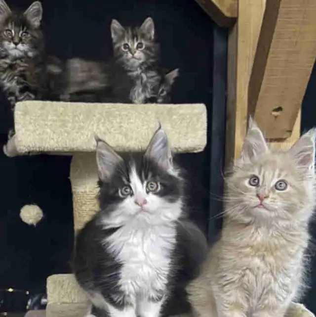 Registered Maine Coon Kittens