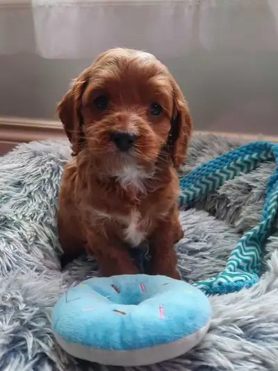 Cavapoo puppies ready to come home with you! We have 4 boys and 2 girls. Looking for a loving home!...
