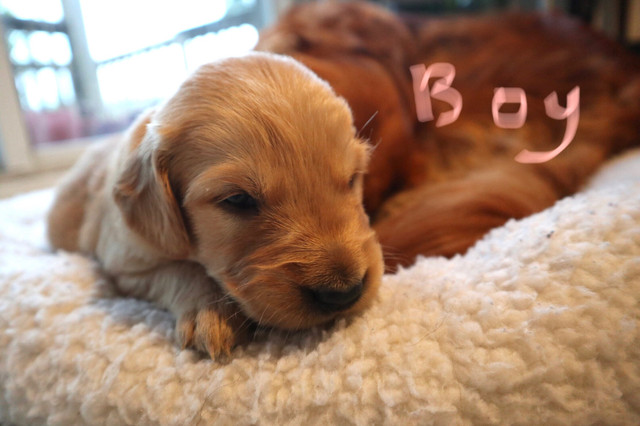 Pure Golden Retriever Puppies in Dogs & Puppies for Rehoming in Nanaimo - Image 3
