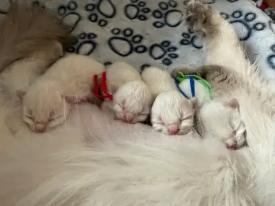 Ragdoll Kittens, View more