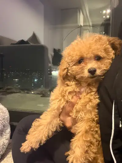 3-Month-Old Toy Poodle Puppy Looking for a Loving Home, View more
