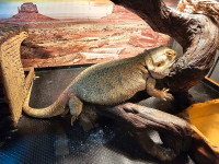 Female Bearded Dragon