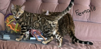 Bengal kittens, vet checked, TICA, affectionate, purrs easily