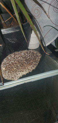 Hedgehog female 