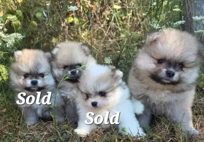 Adorable Fluffy Pomeranian Puppies, View more