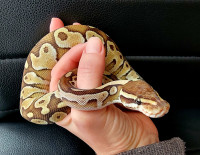Ball python with enclosure and accessories