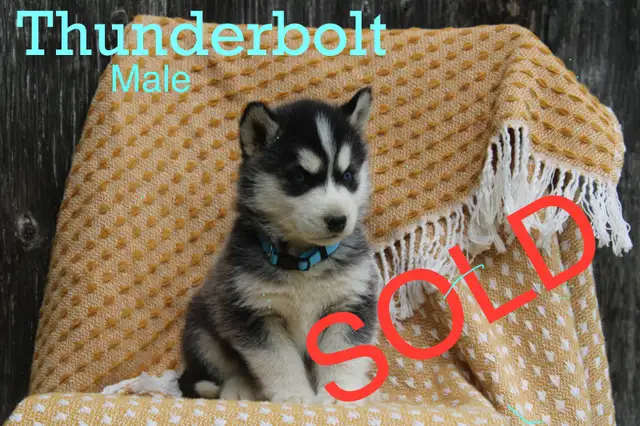 Siberian Husky Puppies! in Dogs & Puppies for Rehoming in Thunder Bay - Image 9