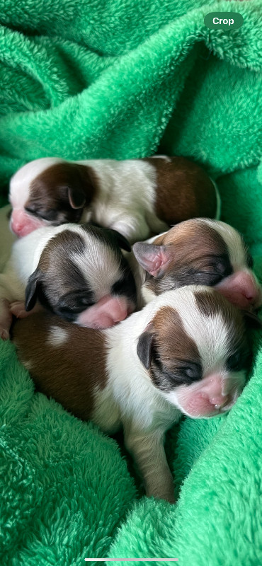 Shih Tzu puppies in Dogs & Puppies for Rehoming in Chilliwack - Image 2