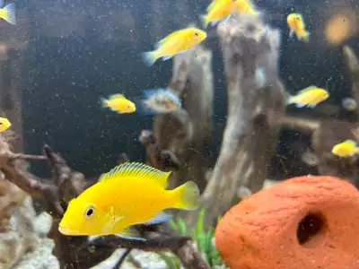 FISH FOR SALE YELLOW LAB LABS JUVENILES 10 pack $50 CONVICTS JUVENILES 10 pack $35 Yellow Lab 2.5” 3...
