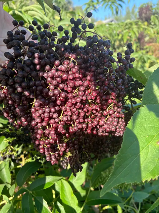 Fresh Elderberries, no spray, local,  ripe now!!63793682989699121