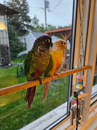 Conures à joues vertes, View more