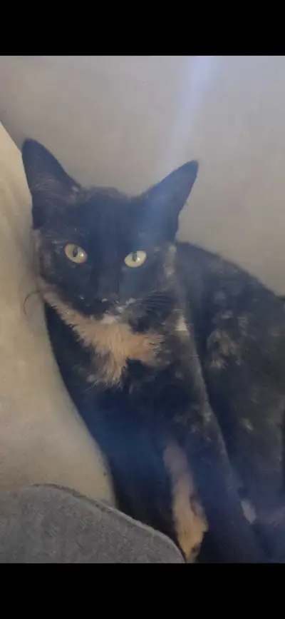 cat for sale , View more