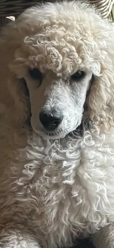 Beautiful Poodle Puppy, View more