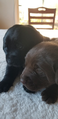 Beautiful Labrador Puppies available 