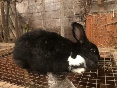 Rabbits for sale , View more