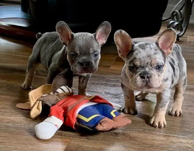 chiots bouledogue français in Dogs & Puppies for Rehoming in City of Montréal - Image 9