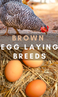 ISO Brown laying hens