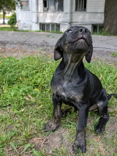 King Corso puppies, View more