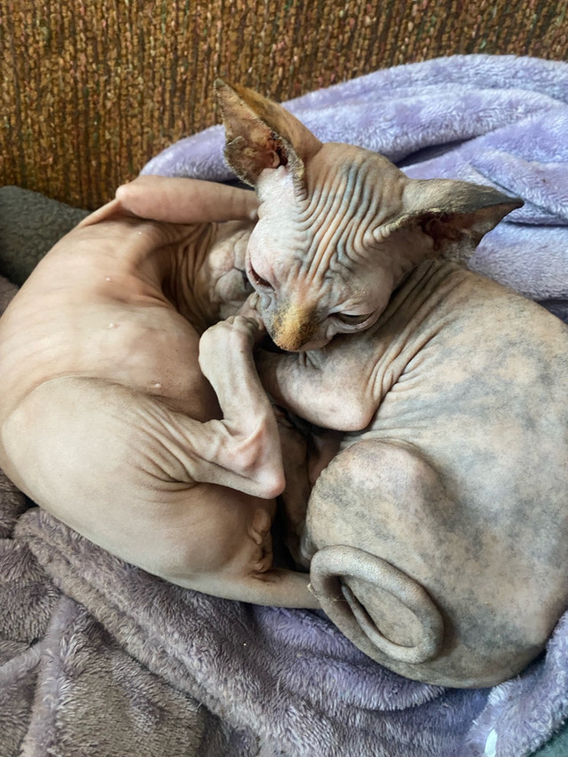 CHATONS SPHYNX À VENDRE dans Chats et chatons à adopter  à Shawinigan - Image 3