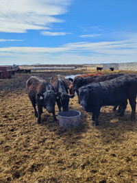 Replacement heifers for sale