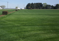 sodding, kentucky blue grass install-replacement 437 881 8280