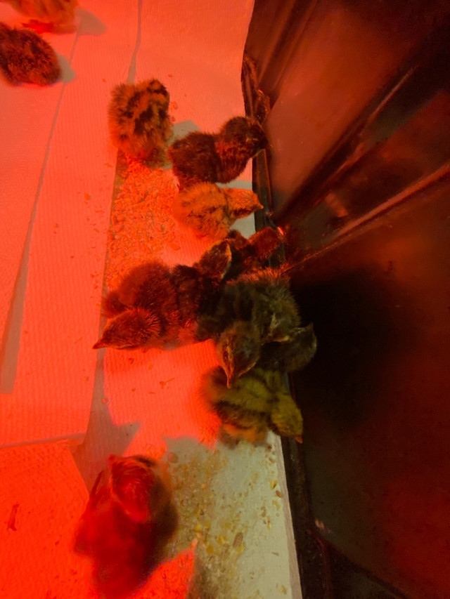 Coturnix Quail Chicks in Livestock in Saint John