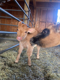 Dairy calf for sale