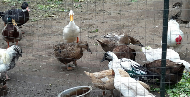 Furtile fresh duck eggs $10 dozen in Livestock in Peterborough - Image 2