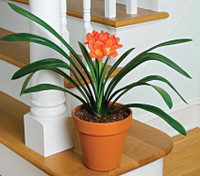 clivia plant（君子兰）