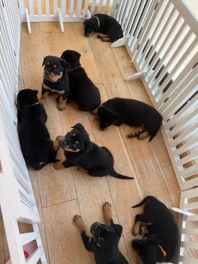 Purebred Rottweiler Puppies for sale!, View more