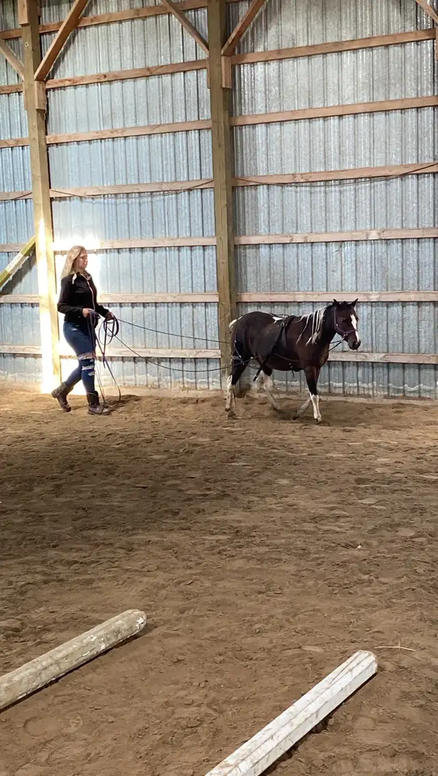 miniature mare for sale in Horses & Ponies for Rehoming in Oshawa / Durham Region - Image 11