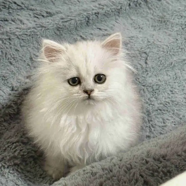 chaton/cat in Cats & Kittens for Rehoming in Longueuil / South Shore - Image 2