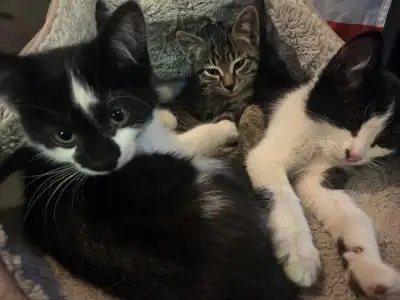 Three kittens left!  For barn or home, View more