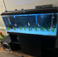 55 gallon aquarium with stand and discuss fish