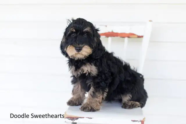 Labradoodle Puppies, Medium Size in Dogs & Puppies for Rehoming in Kitchener / Waterloo - Image 6