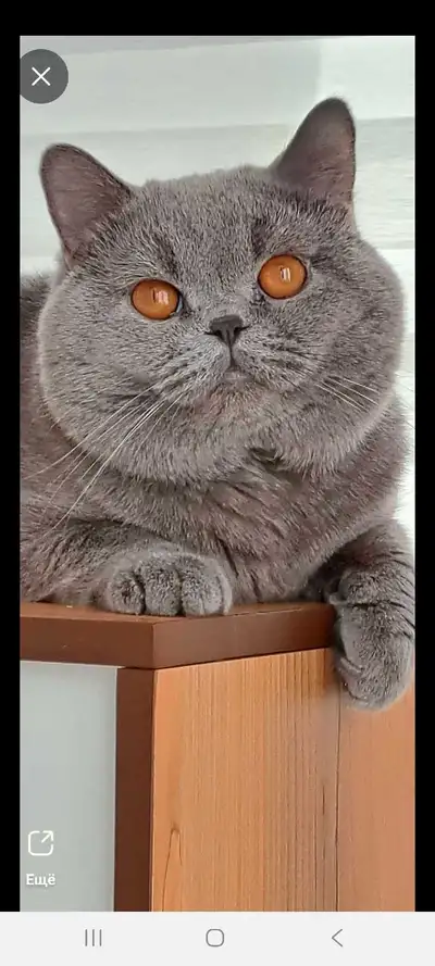 British Shorthair, View more