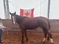 15 Year Old QH Mare for sale