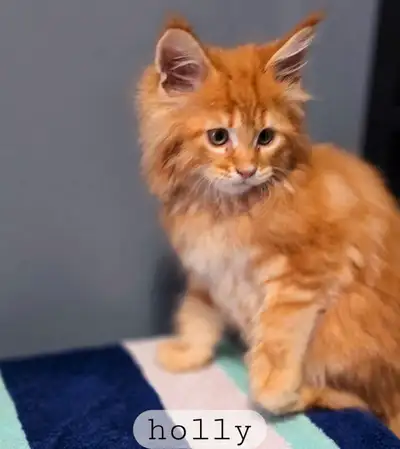 Maine coon kittens Fluffy, fiery and family friendly. Meet these beautiful, soft large breed kittens...