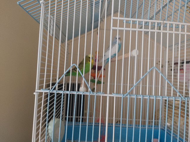2 parrots in Other Pets for Rehoming in Edmonton - Image 2