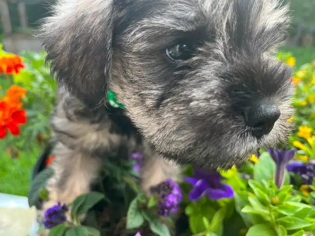 1 male - Miniature Schnauzer puppy in Dogs & Puppies for Rehoming in Ottawa - Image 4