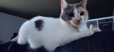 Malheureusement je dois me départir de ma chatte, je n'ai pas de temps a lui consacrer et elle a cer...