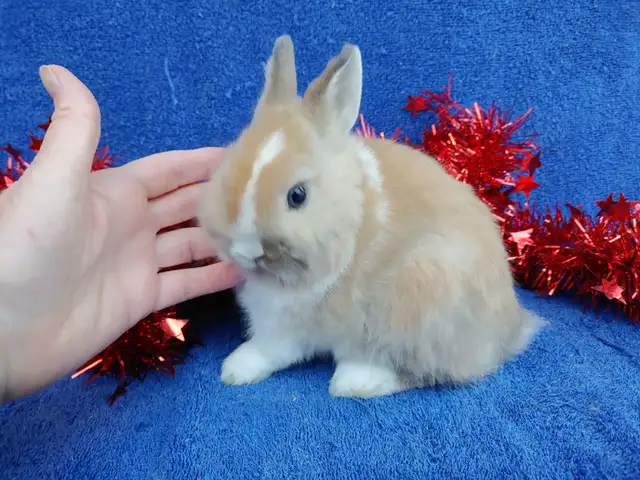 EXTRAORDINARY Netherland dwarf, Holland lop, mini Rex, lionhead | Small ...