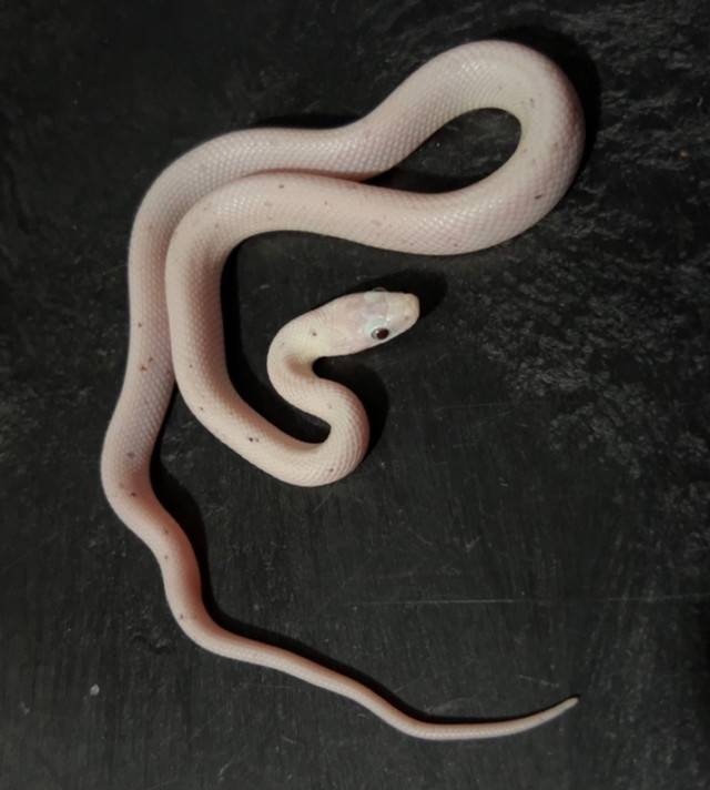 Palmetto Cornsnake Hatchlings! in Reptiles & Amphibians for Rehoming in City of Halifax - Image 2