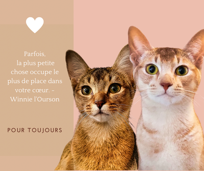 Un abyssin, un ami pour la vie!, View more
